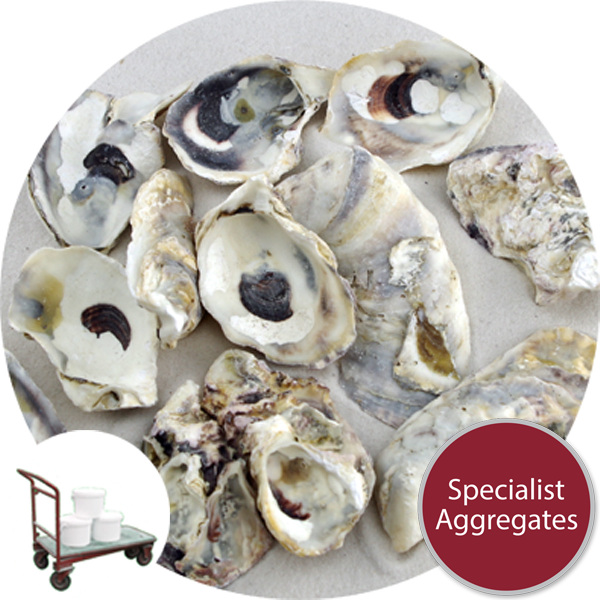 Sea Shells - Natural Oyster - Click & Collect